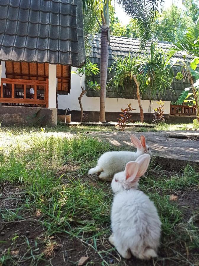 Guest house Follow The Rabbit Gili Air