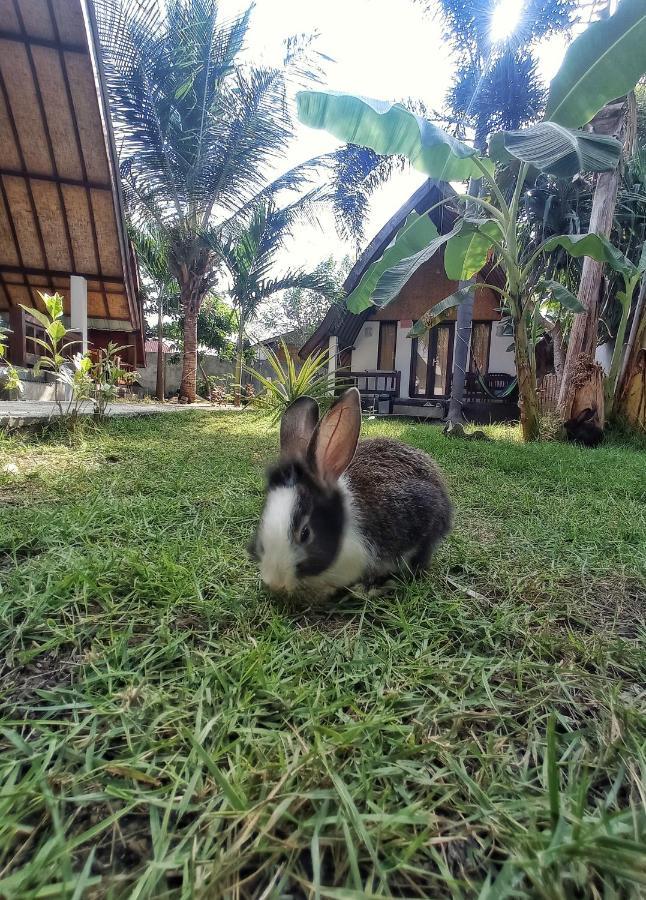 Follow The Rabbit Guest house