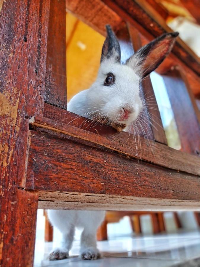 Follow The Rabbit * Gili Air
