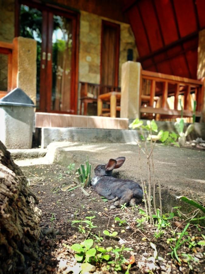 Guest house Follow The Rabbit Gili Air